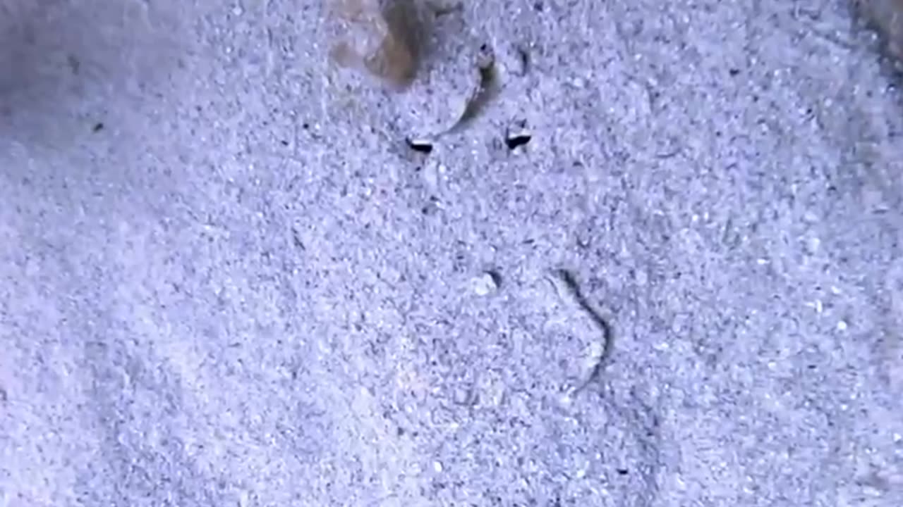 Big time camouflage abilities 😂