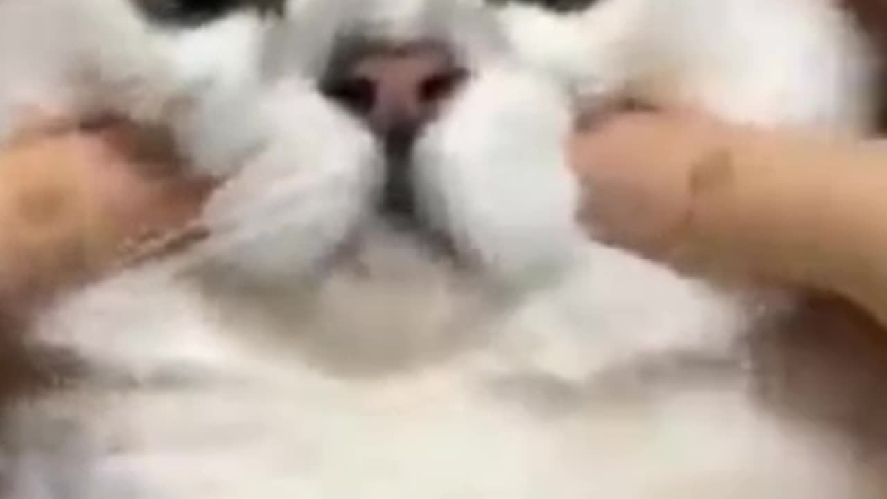 cute cat video