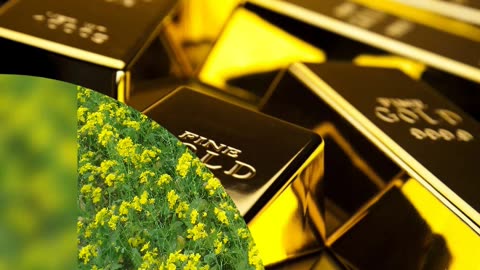 Video of my income from forex trading