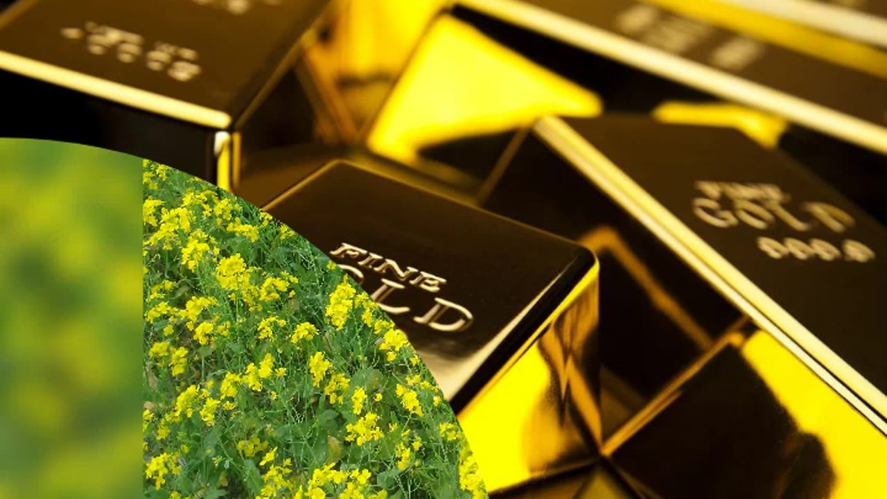 Video of my income from forex trading