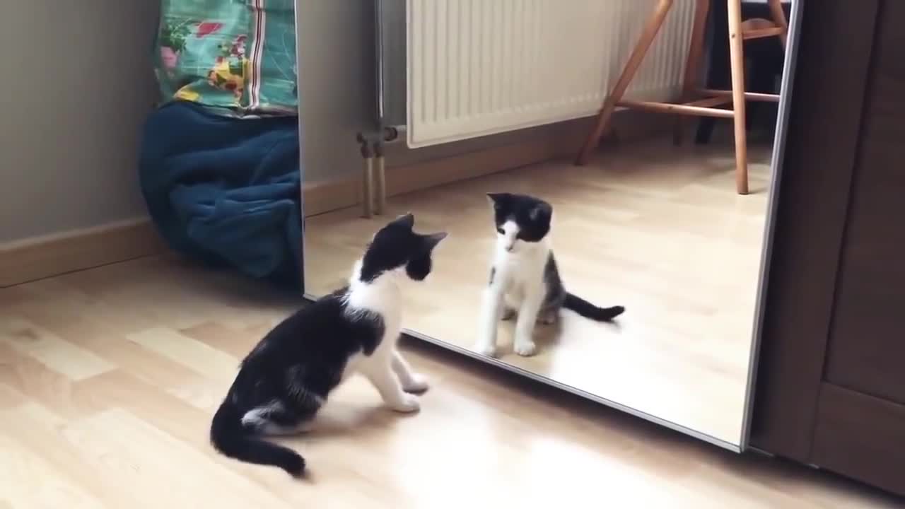 Funny Cat And Mirror Video || Funny Video || Whatsapp Status || 30 Seconds Funny video