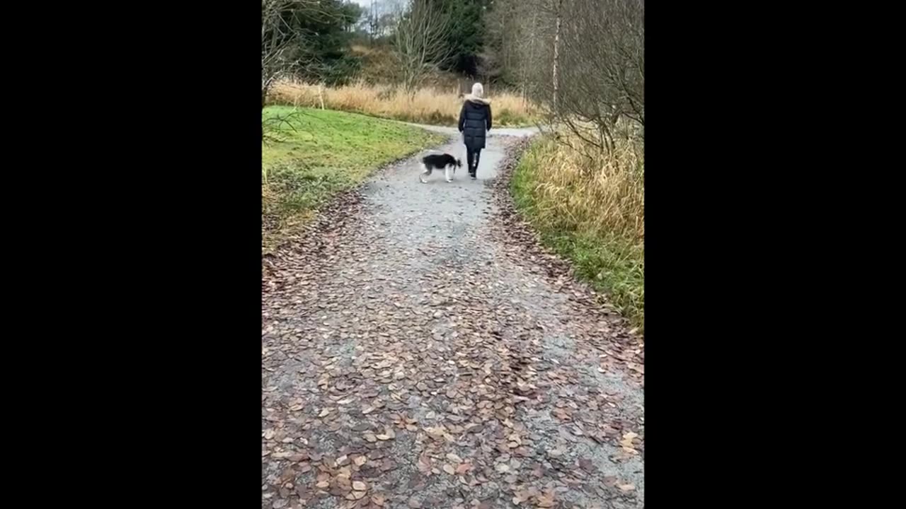 Funny animals,funny cat ,funny dogs🤣🤣🤣🐶🐶🐱🐱🐱