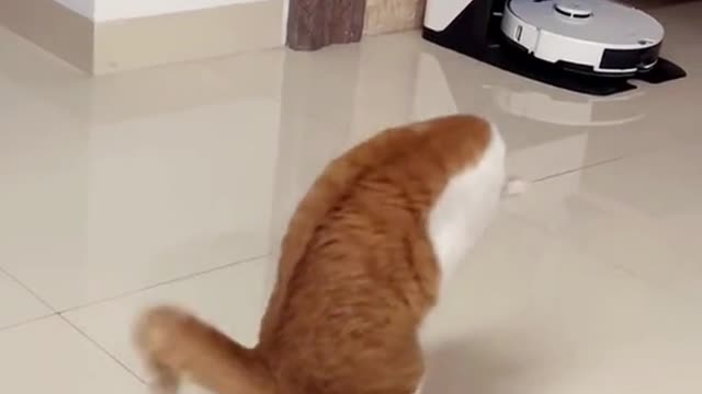 A dancing cat 💃#cat #catoftiktok #funnycat