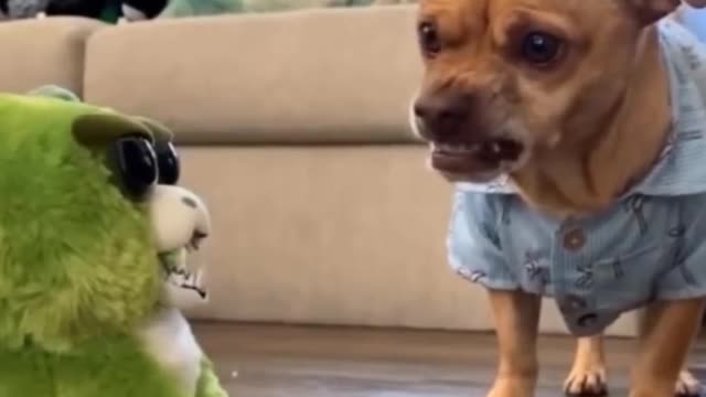 Cute and Funny Dog