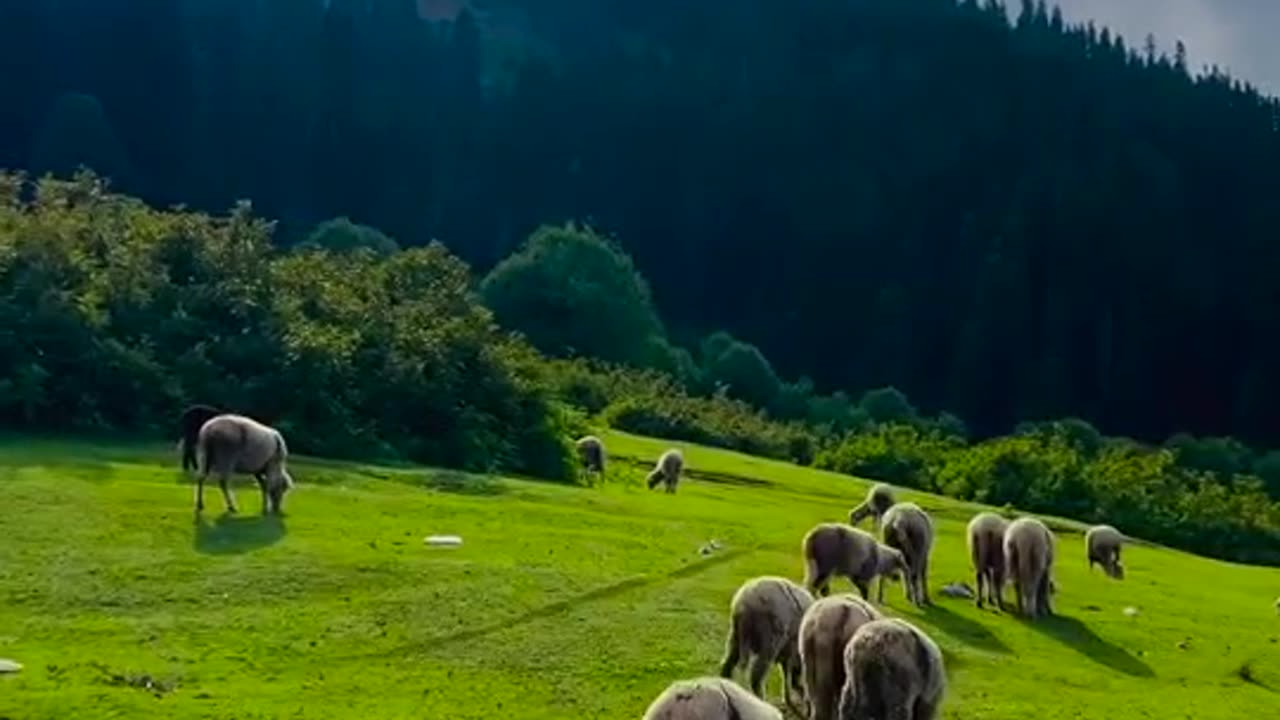 Nature