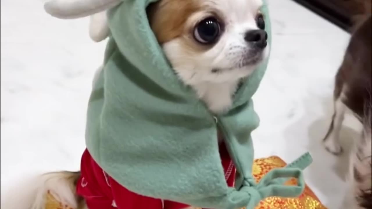 chihuahualove