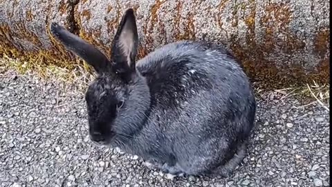 indifferent rabbit