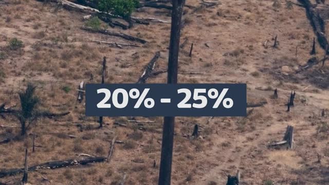 Could Brazil's election result save the rainforest?