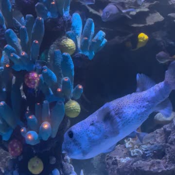 One curious puffer fish