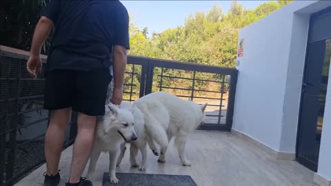 NEW MATING - WHITE GERMAN SHEPHERD - LEXA DOG HEAT