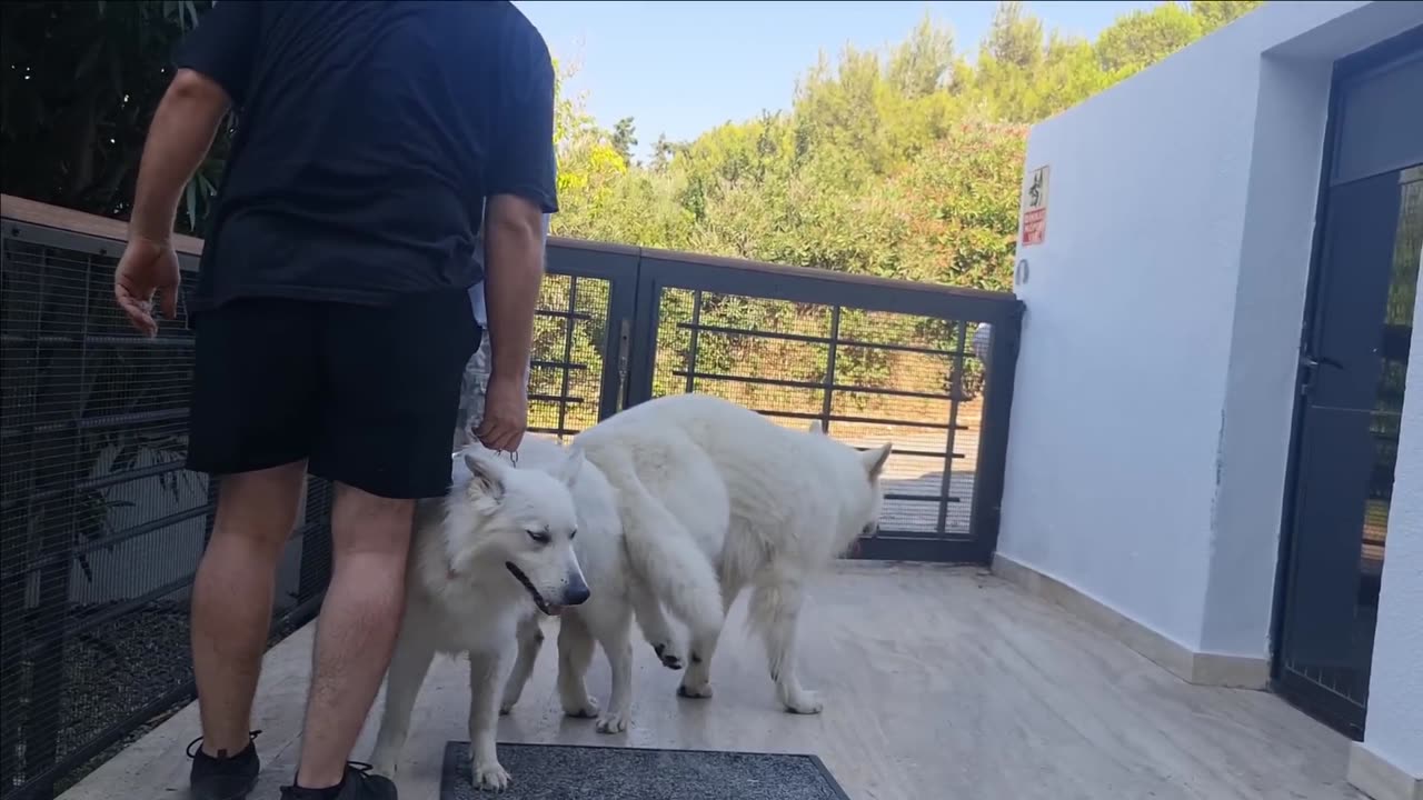 NEW MATING - WHITE GERMAN SHEPHERD - LEXA DOG HEAT
