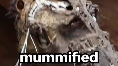 Crazy Cat Videos: When Cats Are Left Unsupervised #shorts