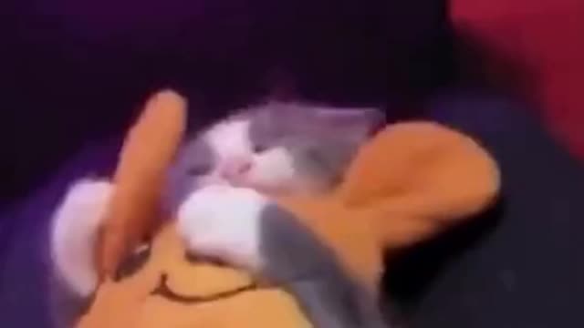 OMG So Cute Cats and Dogs ♥ Best Funny Cat & Dog Videos 2021 | Hadi444