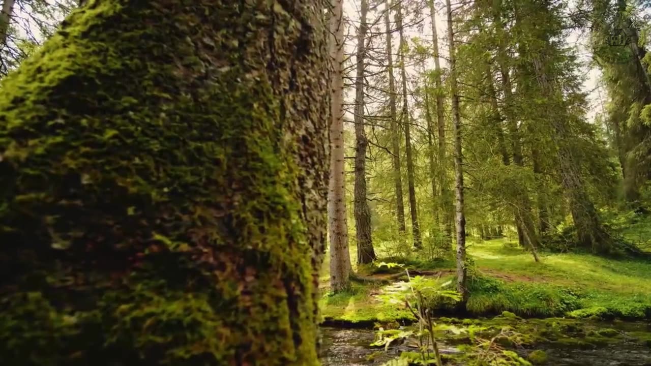 Whispers in the Trees: 4K Forest Calm