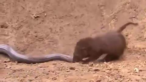 A fight with a snake