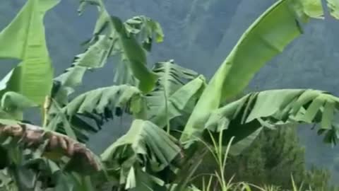 Nature View