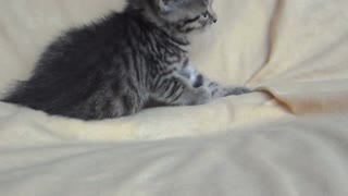 Let Me Sleep Human: Adorable Kitty Cat