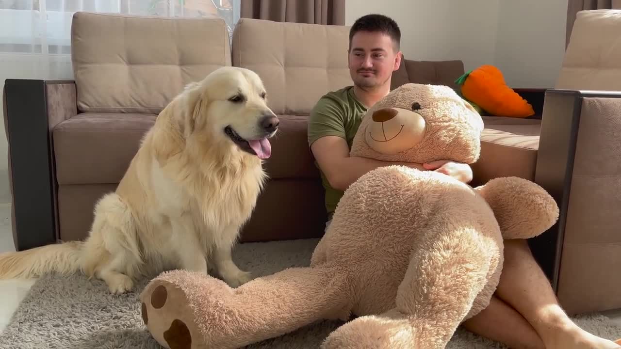 Golden Retriever doesn't want to share his toy with Me!