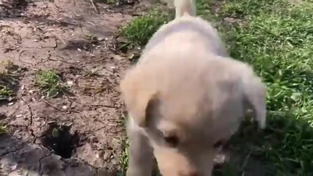 puppies walking
