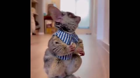 Funny animals