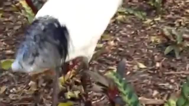 Brisbane, Australia Resident Ibis