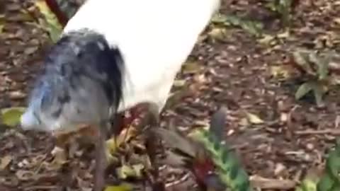 Brisbane, Australia Resident Ibis