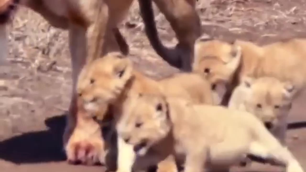 baby lions walking down the road with mama #cute #safari #lion #cubs