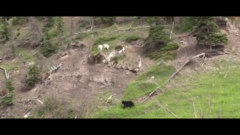 MOUNTAIN GOATS - These Creatures Don’t Care About The Laws Of Physics Despite Their Hooves3