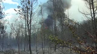 Volunteers rescue cats in Siberian wildfires