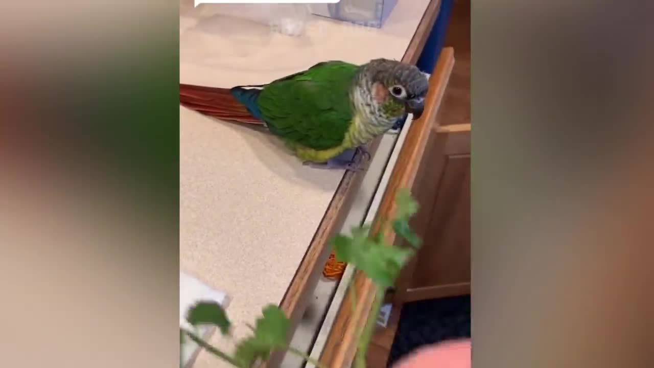 Smart And Funny Parrots