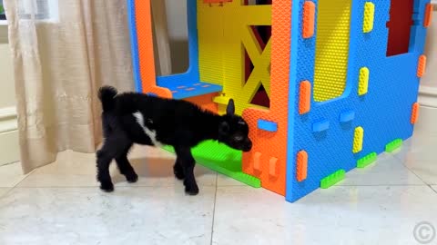 Nastya chooses a new pet
