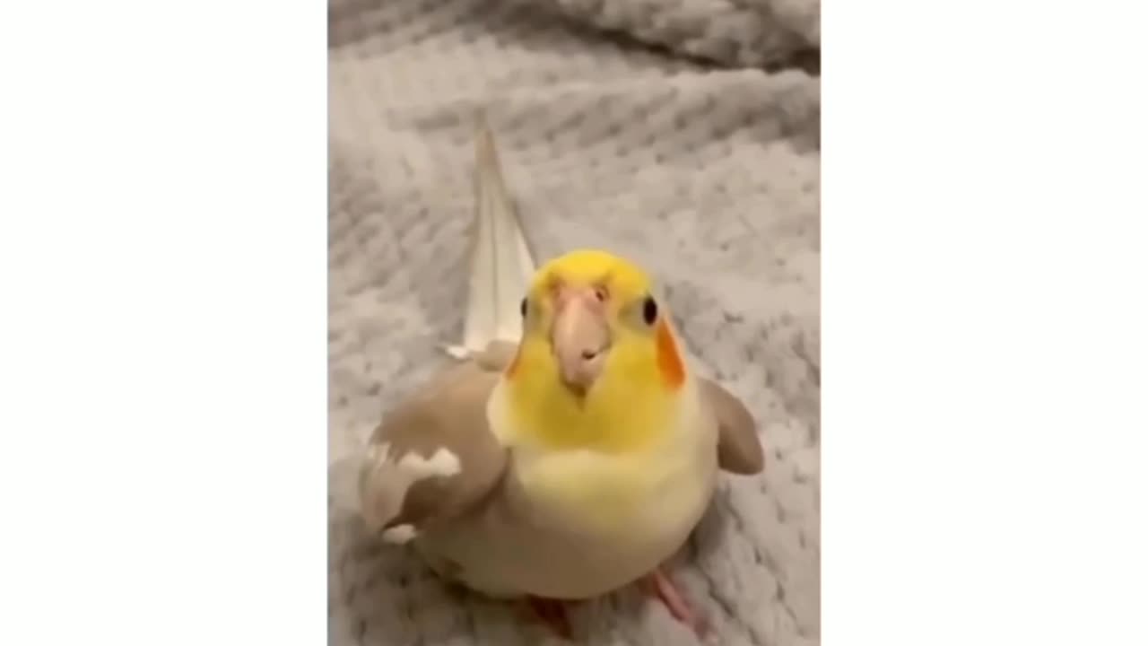 Cocktail bird beeping 😍😘