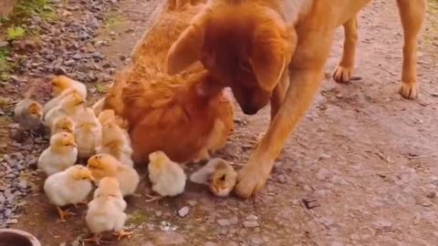 When a dog meets a chicken