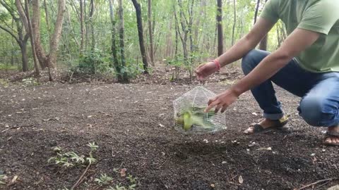 Releasing 13 Parrots | in Bairagarh , Bhopal , M.P