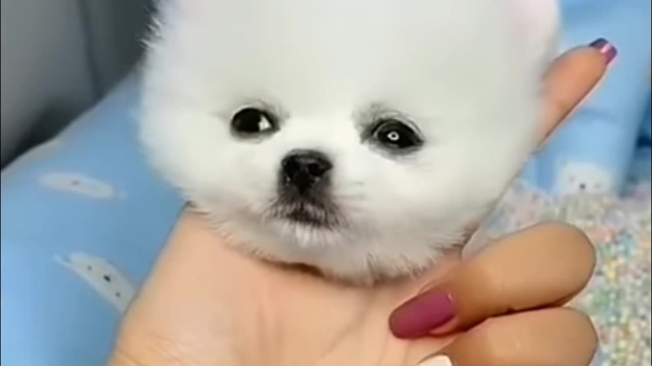 Adorable Fluffy Puppy's Epic Playtime - Must Watch!"