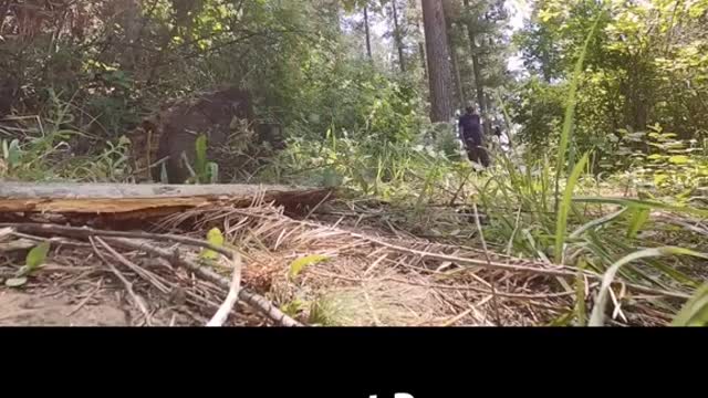 Original bow and and arrow made from natural raw materials