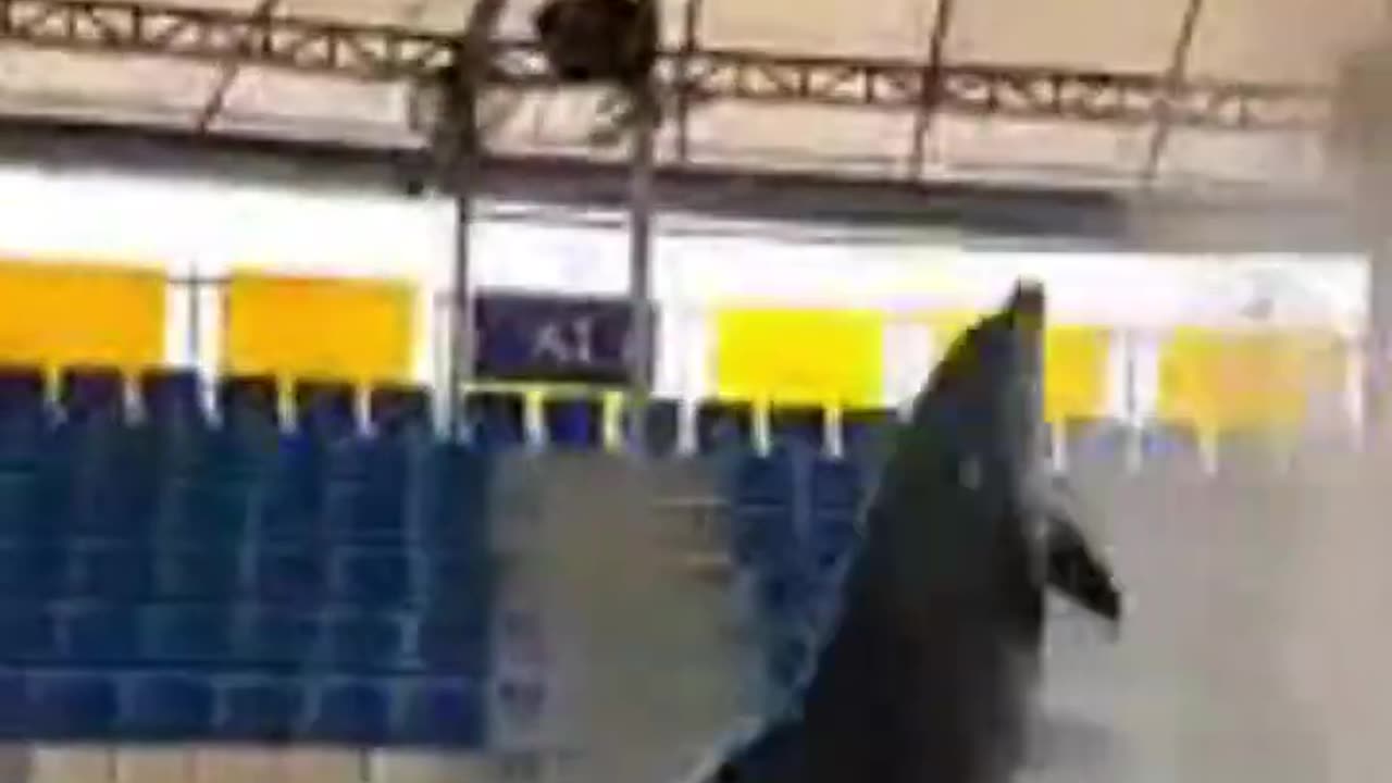 ATHLETIC DOLPHIN JUMPING AND TOUCHING THE BALL ! SHORTS !!!