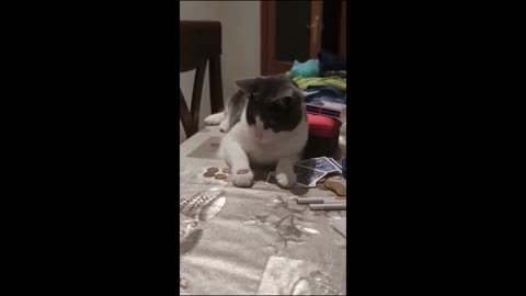 funny cats