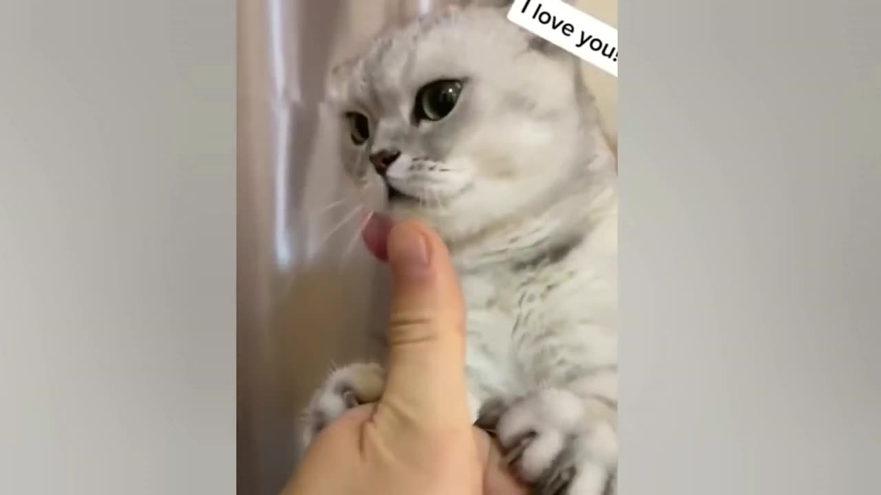 Cats and dogs happiness but try not to laugh