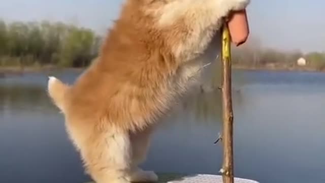 Cute and adorable dog play himself funny video