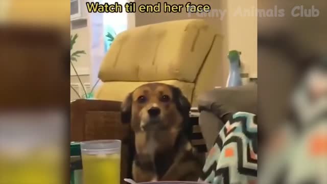 Funny Animal Videos 2022