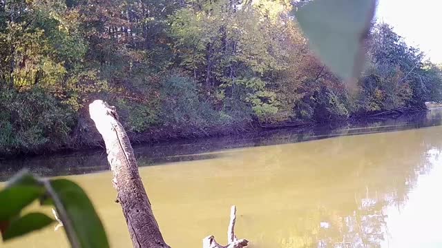 3 Big Does I've been after Illinois Public Land