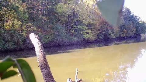 3 Big Does I've been after Illinois Public Land