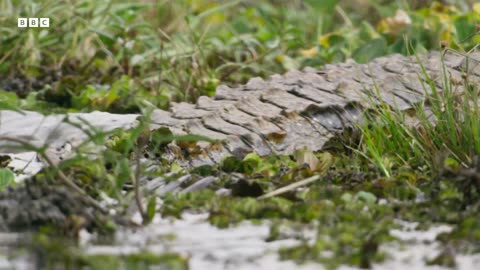 Crocodile Attack at the Watering Hole | Planet Earth III | BBC Earth