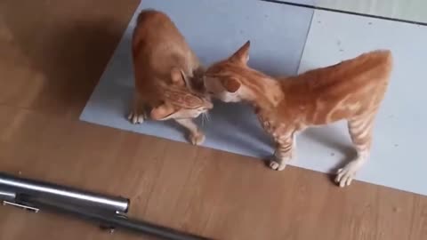 Cats Fighting and Meowing - These Two are Bloody Brothers.