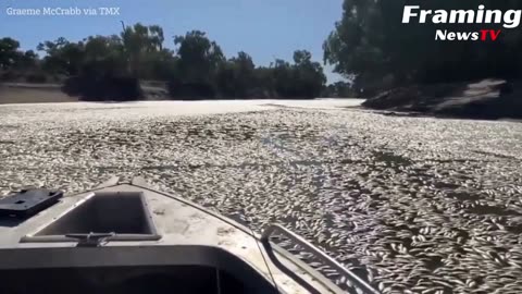 Ribuan ikan mati ditemukan mengambang di Sungai Australia