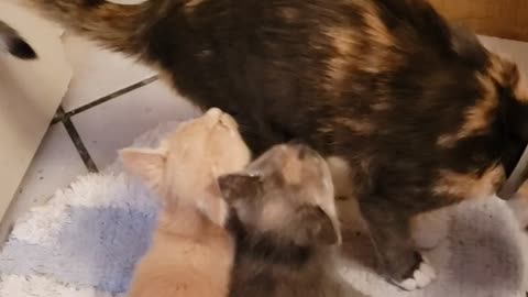 Kitties playing with big sisters