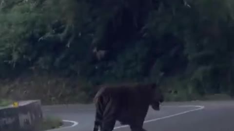 Tiger in highway