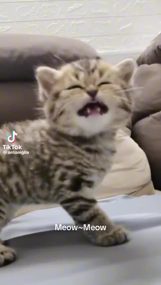 Meow meow cute kitty kitten