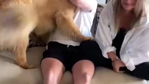 Dog is jealous of brothers girlfriend